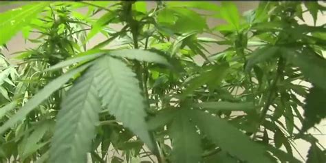 Company asks judge to block Alabama medical marijuana licenses